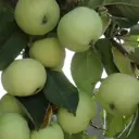 Яблоня Папировка ø20 h120 см