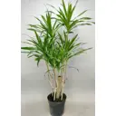 Драцена ø12 h50 см