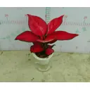 Аглаонема ø12 h25 см