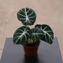 Алоказия Ниндзя ø11 h20 см