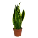 Сансевиерия Лауренти ø12 h40 см