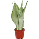 Сансевиерия Муншайн ø12 h40 см