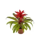 Гузмания Темпо ø9 h5 см