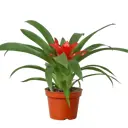 Гузмания Раннер Блитз красная ø9 h35 см