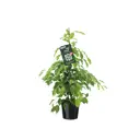 Фикус Бенджамина Экзот Пирамида ø21 h105 см