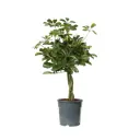 Шеффлера Нора ø13 h45 см