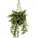 Хоя Вэйти ø14 h5 см