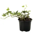 Хедера Хеликс микс ø8.5 h10 см