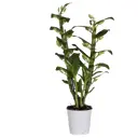 Дендробиум Аполлон ø12 h50 см