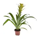 Гузмания микс ø12 h40 см