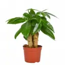 Пахира прямые стволы ø12 h50 см