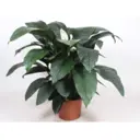 Спатифиллум Халк ø33 h100 см