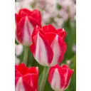 Тюльпан Триумф Киссабл луковицы 12 5 шт