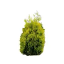 Туя западная Голден Брабант ø140 - 160 h160 см