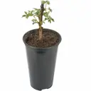 Пион микс h5 - 15 см