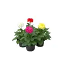 Георгина микс ø9 h10 см