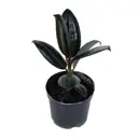 Фикус эластика Бургунди ø8 h10 см