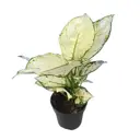 Аглаонема Супер Вайт ø13 h40 см