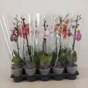 Орхидея Фаленопсис ø12 h50 см