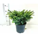 Ель Оморика Карел ø19 h30 см