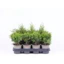 Туя микс ø11 h25 см