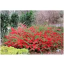 Айва Японская ø19 h30 см