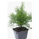 Туя Смарагд ø16 h10 - 20 см