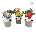 Рододендрон Листопадный ø15 h25 см