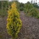 Туя Янтарь ø52 h120 - 140 см