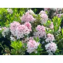 Рододендрон Блумбукс ø10.5 h15 см