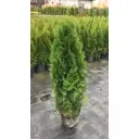 Туя западная Смарагд h120 - 140 см