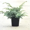Можжевельник китайский Блю Альпс