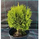 Туя западная Тип Топ