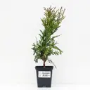 Туя западная Вудварди