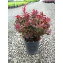 Барбарис Тунберга Багатель h20 - 30 см