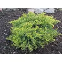 Можжевельник чешуйчатый Холгер h20 - 40 см