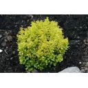 Барбарис Тунберга Тайни Голд h10 - 30 см