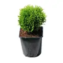 Туя западная Тини Тим