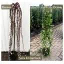 Ива козья Килмарнок h150 см