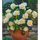 Камелия японская Йеллоу ø9 h200 см