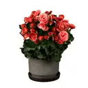 Бегония Элатиор Бориас ø15 h20 см