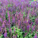 Шалфей дубравный Нью Димен Блу ø17 h30 - 35 см