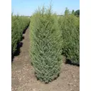Можжевельник обыкновенный Арнольд ø50 h120 - 140 см