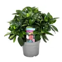 Гардения Жасминовидная ø13 h30 см