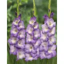 Гладиолус крупноцветковый Блу Сторм 3 шт.