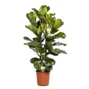 Фикус Лирата ø24 h120 см