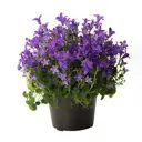 Колокольчик микс ø17 h10 - 20 см