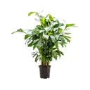 Филодендрон ø24 h80 см
