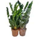 Замиокулькас ø21 h65 см