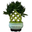 Драцена Сандера Хвост павлина ø20 h45 см